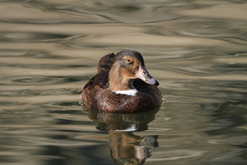 Canard hybride type Barbarie