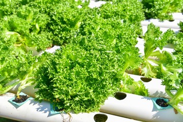 Green Oak Farm with Hydroponics Technique