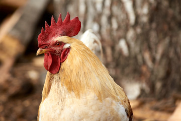 Head cock. Large red comb