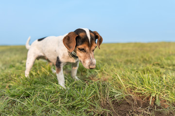 Jack Russell Terrier 10 years old - hair is smooth - little dog happily stands in a meadow after digging for mice