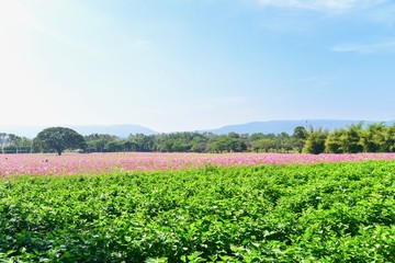 Fototapeta na wymiar Field of Pink Cosmos Flowers in Spring