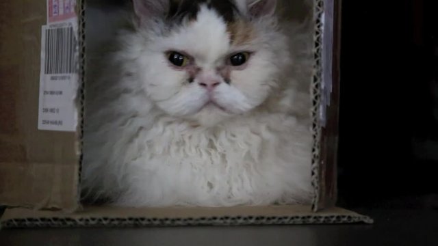 Selkirk Rex Katze sitzt in Karton un d schaut umher, Video Full HD 1080