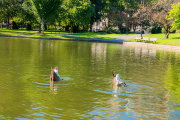 Boston Common Frog Pond is a central public Garden park in downtown Boston, Massachusetts. and city skyline. 