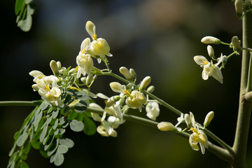 White flower of Horse radish tree