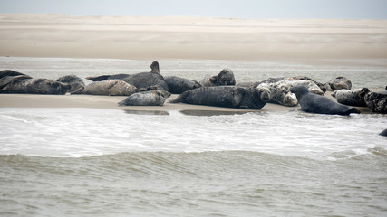 Branco di foche sulla spiaggia nel mare di Wadden