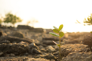 nature background closeup small plants with stone, sunshine and evening sky. image for environment, wild, scenery, idea concept