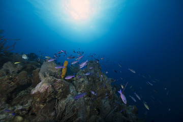 Fototapeta na wymiar Reef (BWI)
