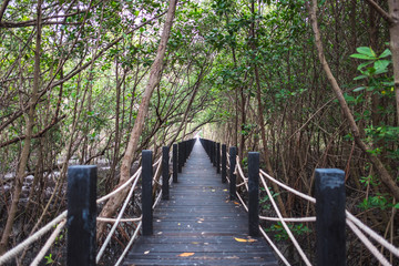 travel background beautiful nature wooden bridge in forest with green tree. this image for jungle, scenery, landscape, wild, outdoor concept