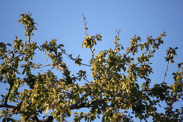 Trees and Flowers of Southeastern Arizona have an unusually wide variety of plants due to its climate, varied topography, variety of habitats,  its location in the biologically diverse Sonoran Desert.