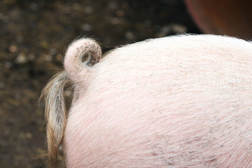 Pig tail. Pink hook. Blurred Background