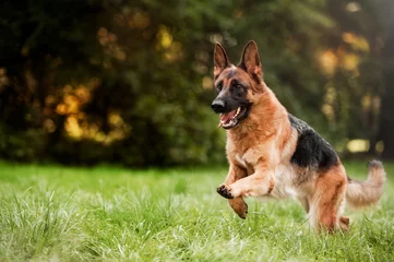 Fotobehang Running german shepherd dog © anya_titanya