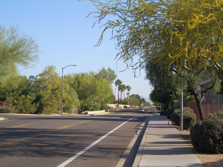 Trees and Flowers of Southeastern Arizona have an unusually wide variety of plants due to its climate, varied topography, variety of habitats,  its location in the biologically diverse Sonoran Desert.