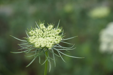 beautifully colored flowers