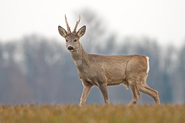 Roe deer, capreolus capreolus, buck in spring with new antlers. Wild animal with blurred background. Roebuck in spring. Majestic old male deer standing proudly. Wildlife scenery.