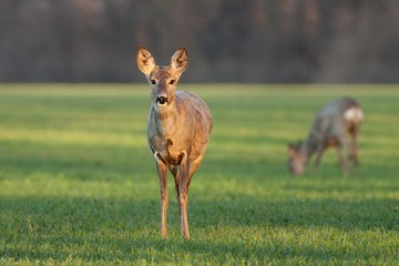 Roe deer doe at sunrise in the spring. Wild animal early in the morning at dawn in first sunrays. Fresh morning in nature. Wildlife scenery with soft orange light.