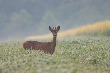 Roe dee, capreolus capreolus, buck in the field covered in dew water drops. Young male wild animal with antlers in wet grass. Morning atmosphere of mist and fog in nature.