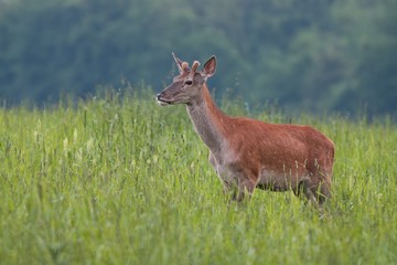 Young Red Deer, Cervus elaphus, stag growing velvet antlers in summer. Wild animal in grass land with green blurred background.