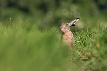 European brown hare, Lepus europaeus, in summer. Wild animal in field with blurred green background. Rabbit on a meadow.