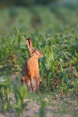European brown hare, Lepus europaeus at down. Wild animal on corn field with soft orange light of sunrise.