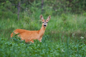 Roe Deer, Capreolus capreolus, Doe in green meadow. Wild animal in summer in fresh green environment. Wildlife scenery with blurred background.