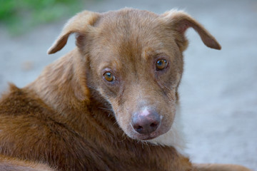 Stray Dog at Praslin island, Seychelles