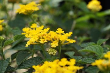 beautifully colored flowers