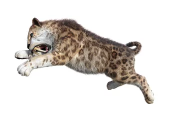 Foto op Plexiglas 3D-rendering Sabertooth Tiger op wit © photosvac