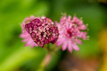 shot from top of Great Masterwort flower with thin depth of field