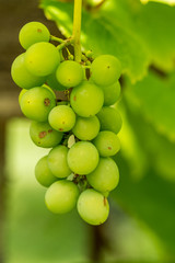 green grapes on the vein close up