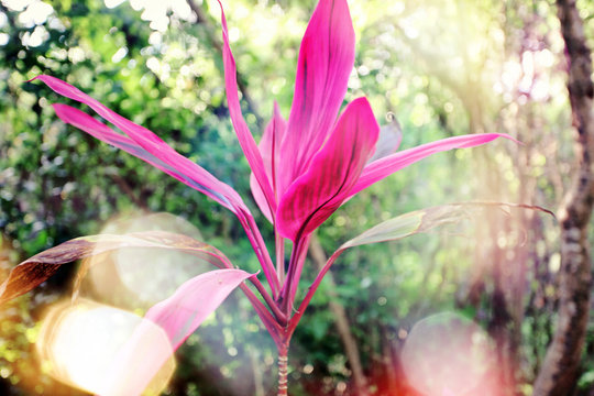 Beautiful pink blossom in tropical garden