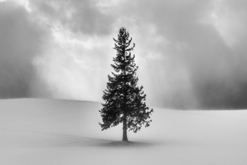 Black and white image of Christmas tree in hokkaido during winter with sunshine