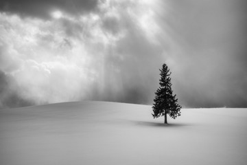 Black and white image of Christmas tree in hokkaido during winter with sunshine