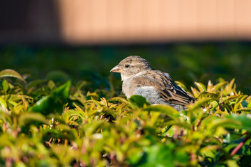 a sparrow resting on top of bushes under morning sun