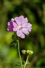 Obraz premium two pink flowers back to back under the sun