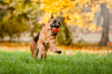 Running german shepherd dog
