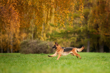 Running german shepherd dog