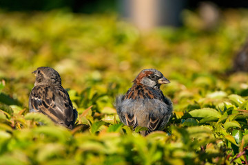two sparrows resting on top of bushes under the sun