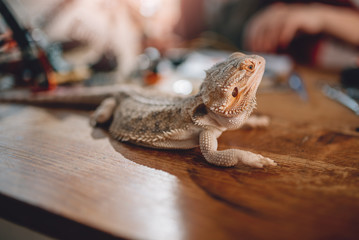 Lizard on the wooden table