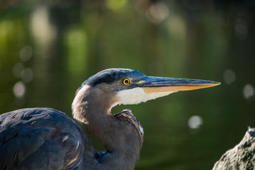great blue heron close up profile shot