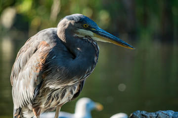 great blue heron close up profile shot