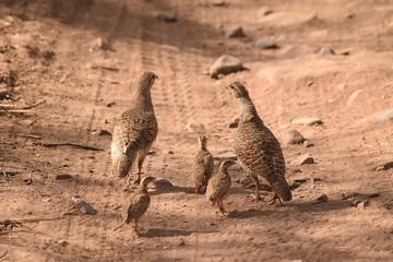 Gray francolin family walking on the road