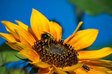 single sunflower with bees on it under blue sky