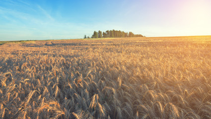 Wheat field in bright sunlight at sunrise.Selective focus.Close up of spikelets.Warm summer...