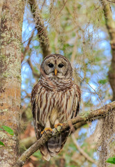 BARRED OWL