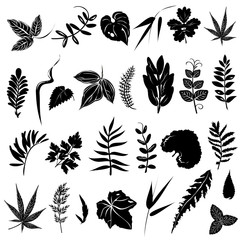 Herb  leaves. Set of hand drawn vector silhouettes on white background.