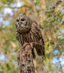 BARRED OWL