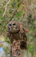BARRED OWL
