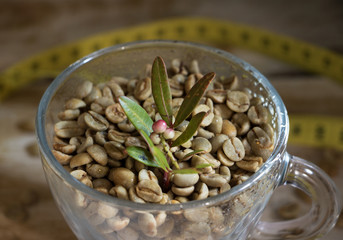 ein Glastasse mit grünen Kaffeebohnen und einer kleinen Kaffeepflanze