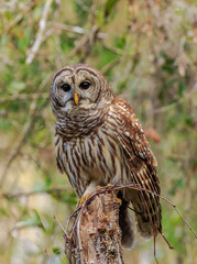 BARRED OWL