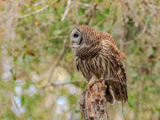 BARRED OWL